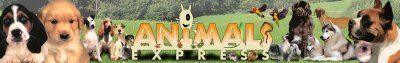 LOGO AE