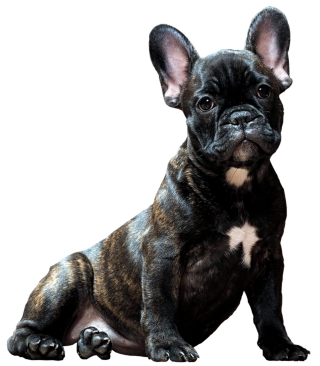bulldog